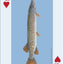 PlayingCardDecks.com-Fish of the Midwest Playing Cards