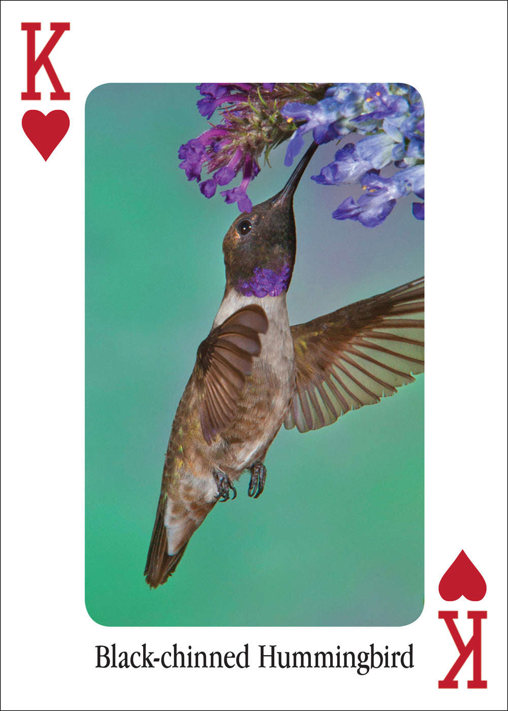 Hummingbirds Playing Cards – PlayingCardDecks.com