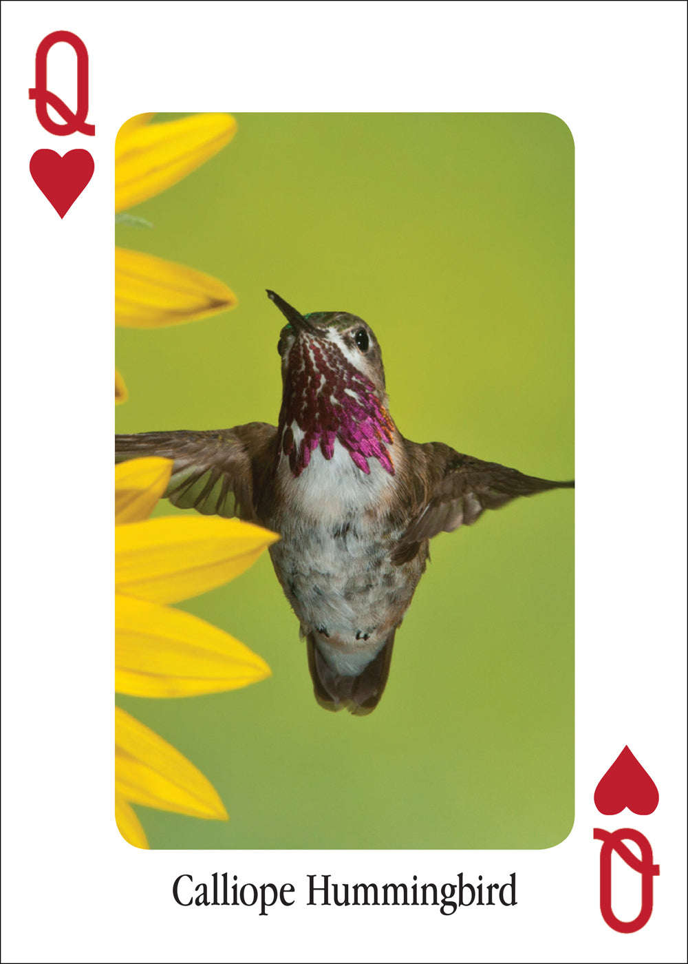 Hummingbirds Playing Cards – PlayingCardDecks.com