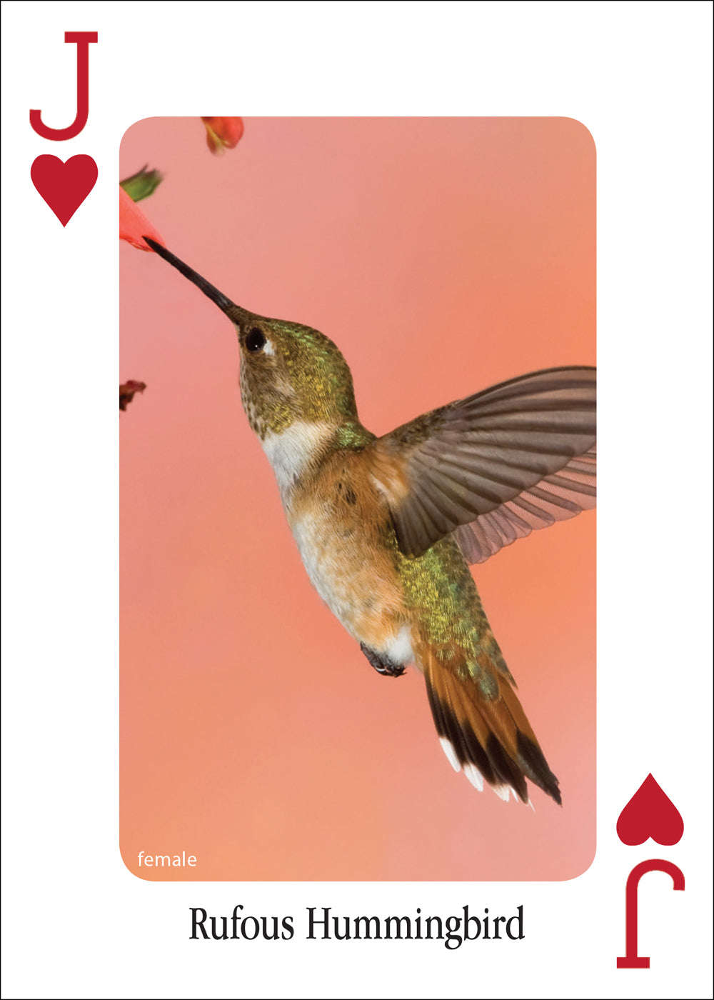 PlayingCardDecks.com-Hummingbirds Playing Cards