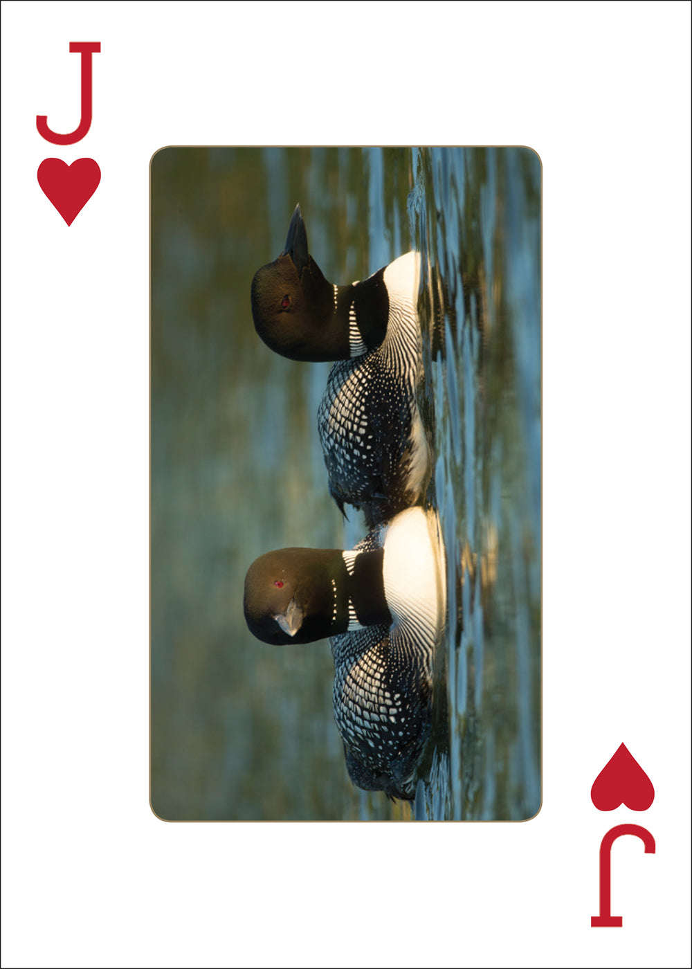 PlayingCardDecks.com-Loons Playing Cards