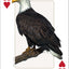 PlayingCardDecks.com-Midwest Birds Playing Cards