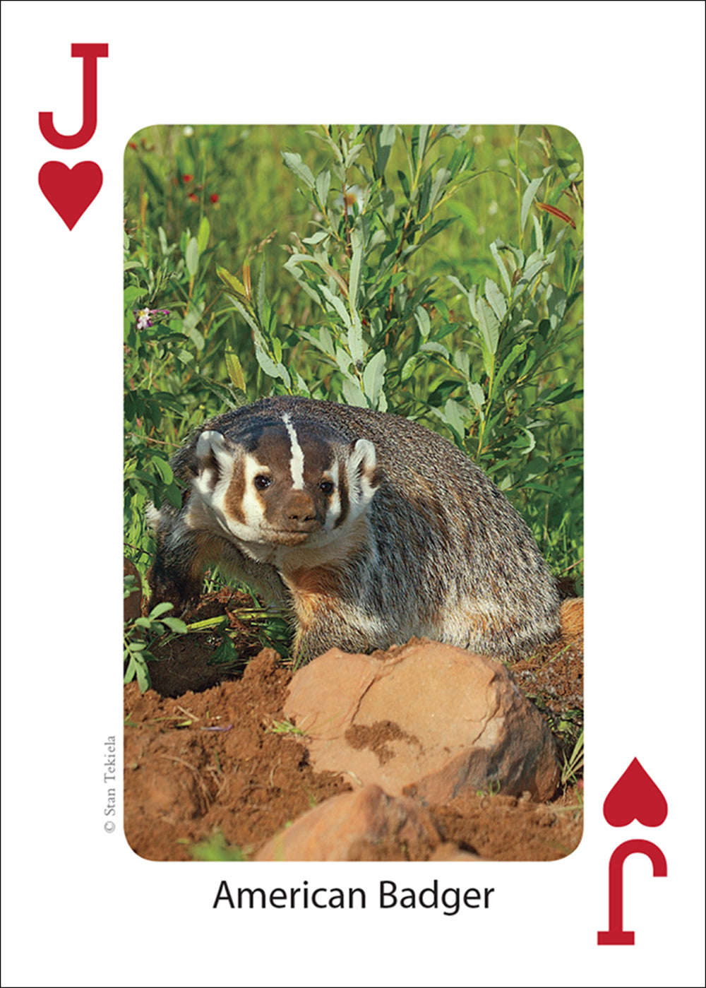 PlayingCardDecks.com-Midwest Mammals Playing Cards