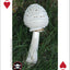 PlayingCardDecks.com-Mushrooms Playing Cards