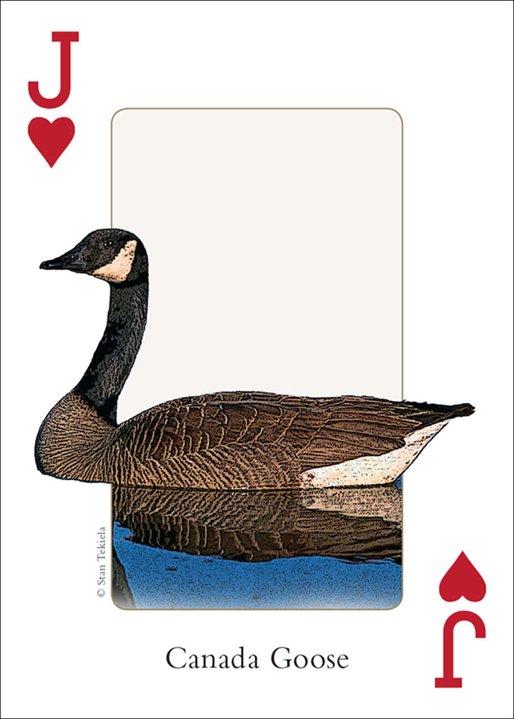PlayingCardDecks.com-Northeast Birds Playing Cards