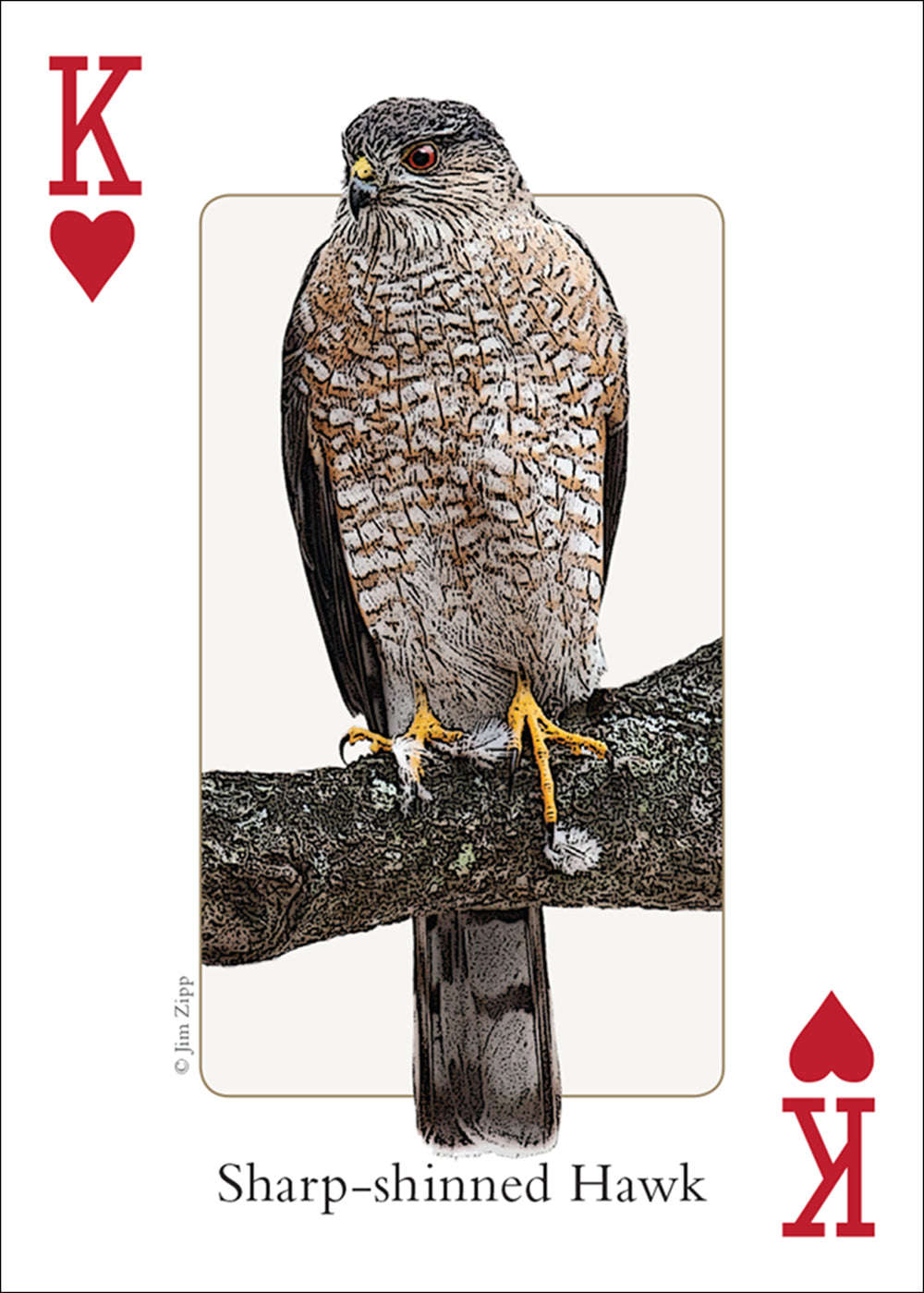 PlayingCardDecks.com-Northeast Birds Playing Cards