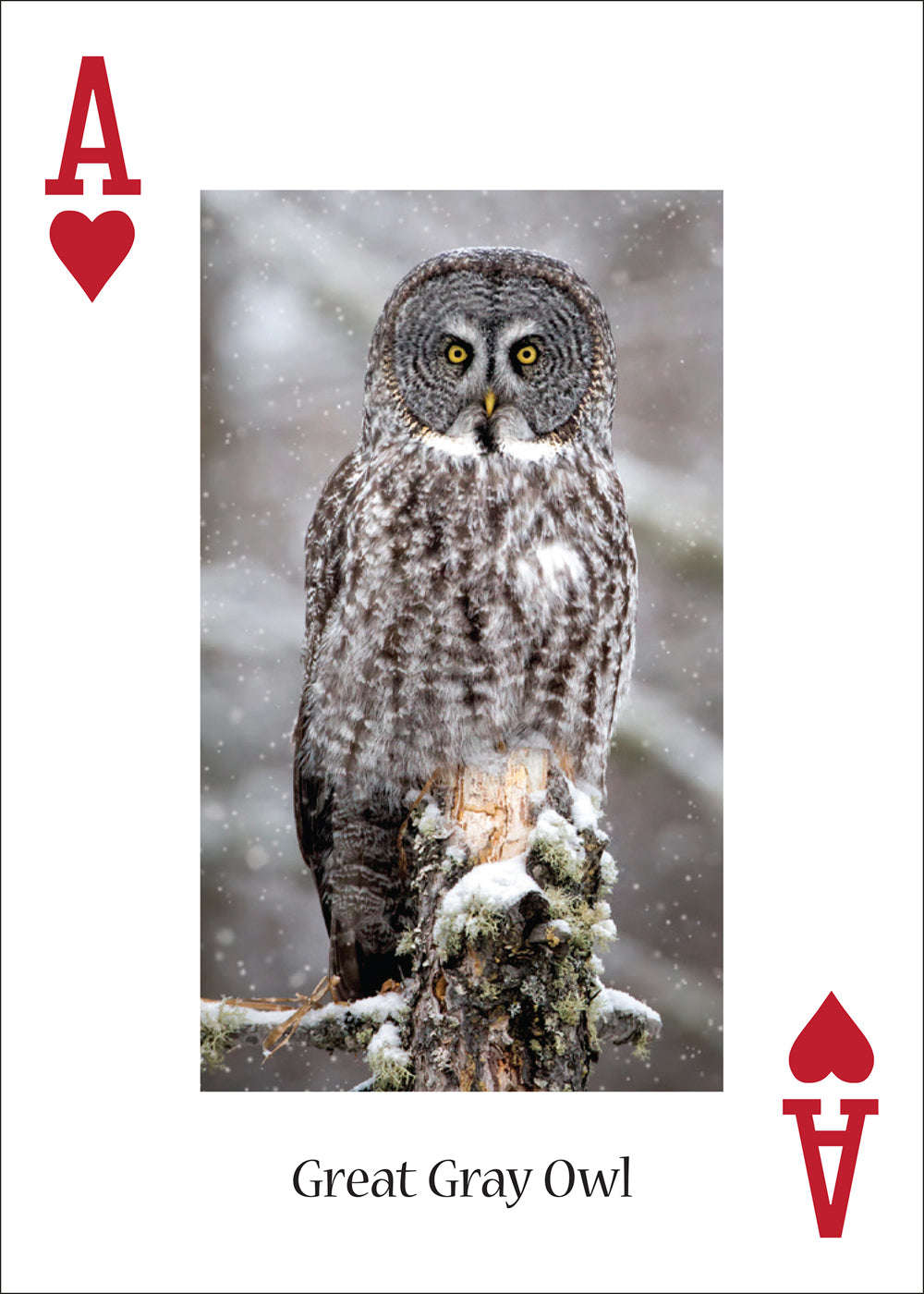 PlayingCardDecks.com-Owls Playing Cards