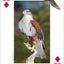 PlayingCardDecks.com-Raptors Playing Cards