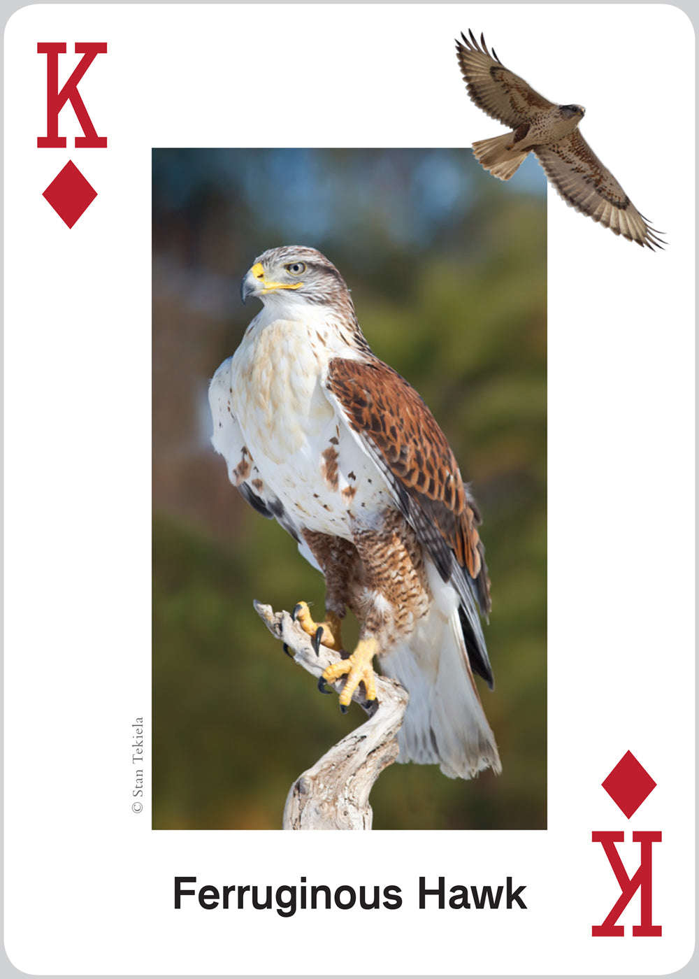 Deck Raptors Raptors Playing Cards – PlayingCardDecks.com