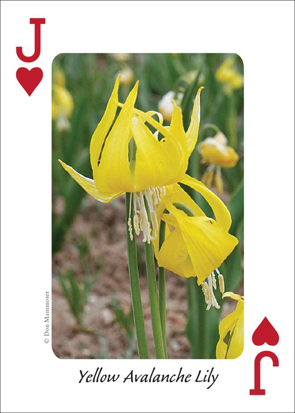 PlayingCardDecks.com-Rocky Mountain Wildflowers Playing Cards