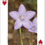 PlayingCardDecks.com-Rocky Mountain Wildflowers Playing Cards