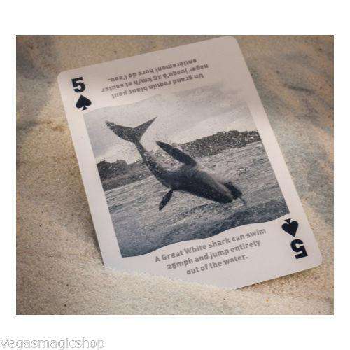 PlayingCardDecks.com-Sharks Bicycle Playing Cards Bilingual Box Edition
