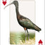 PlayingCardDecks.com-Southeast Birds Playing Cards