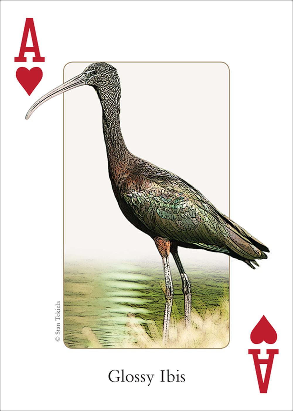 PlayingCardDecks.com-Southeast Birds Playing Cards
