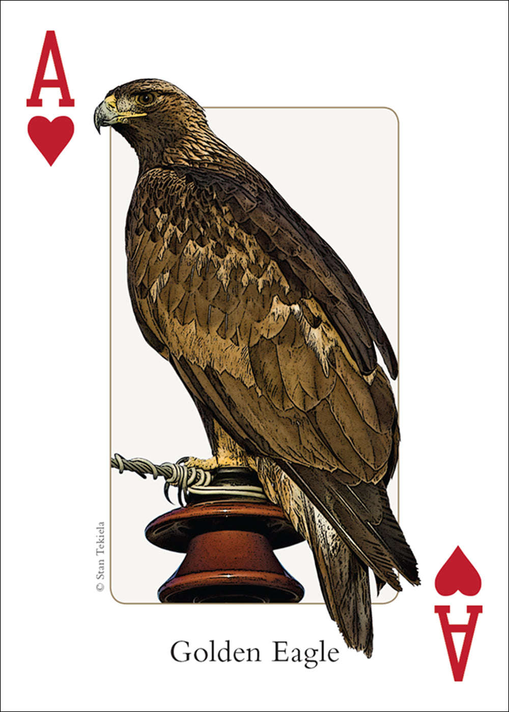 PlayingCardDecks.com-Southwest Birds Playing Cards