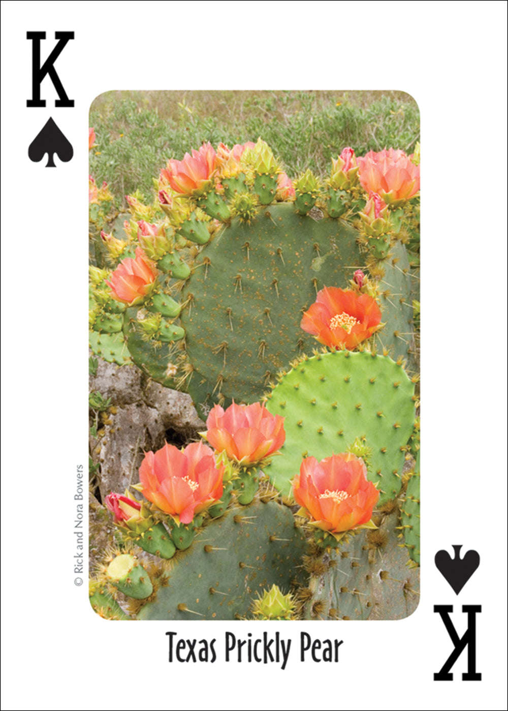 PlayingCardDecks.com-Southwest Cactus Playing Cards