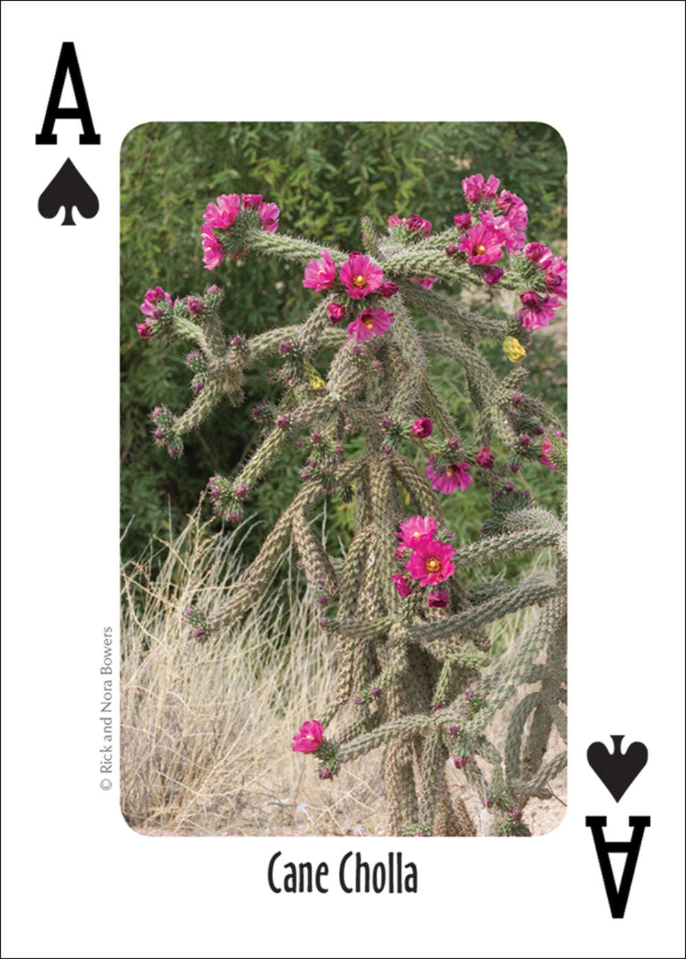 PlayingCardDecks.com-Southwest Cactus Playing Cards